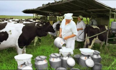 Dairy Farm Jobs in the USA with Visa Sponsorship