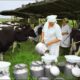 Dairy Farm Jobs in the USA with Visa Sponsorship