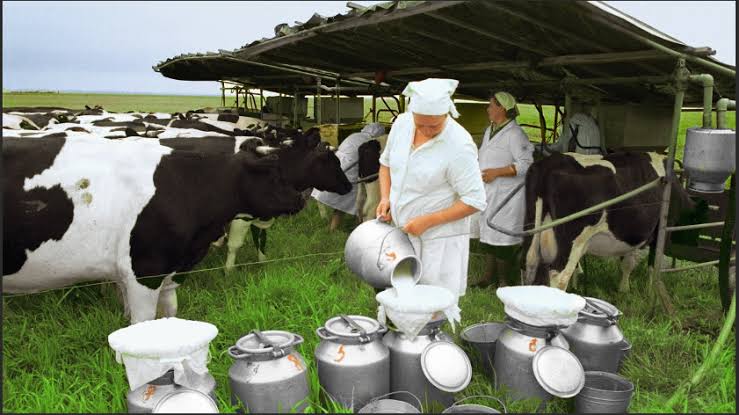 Dairy Farm Jobs in the USA with Visa Sponsorship